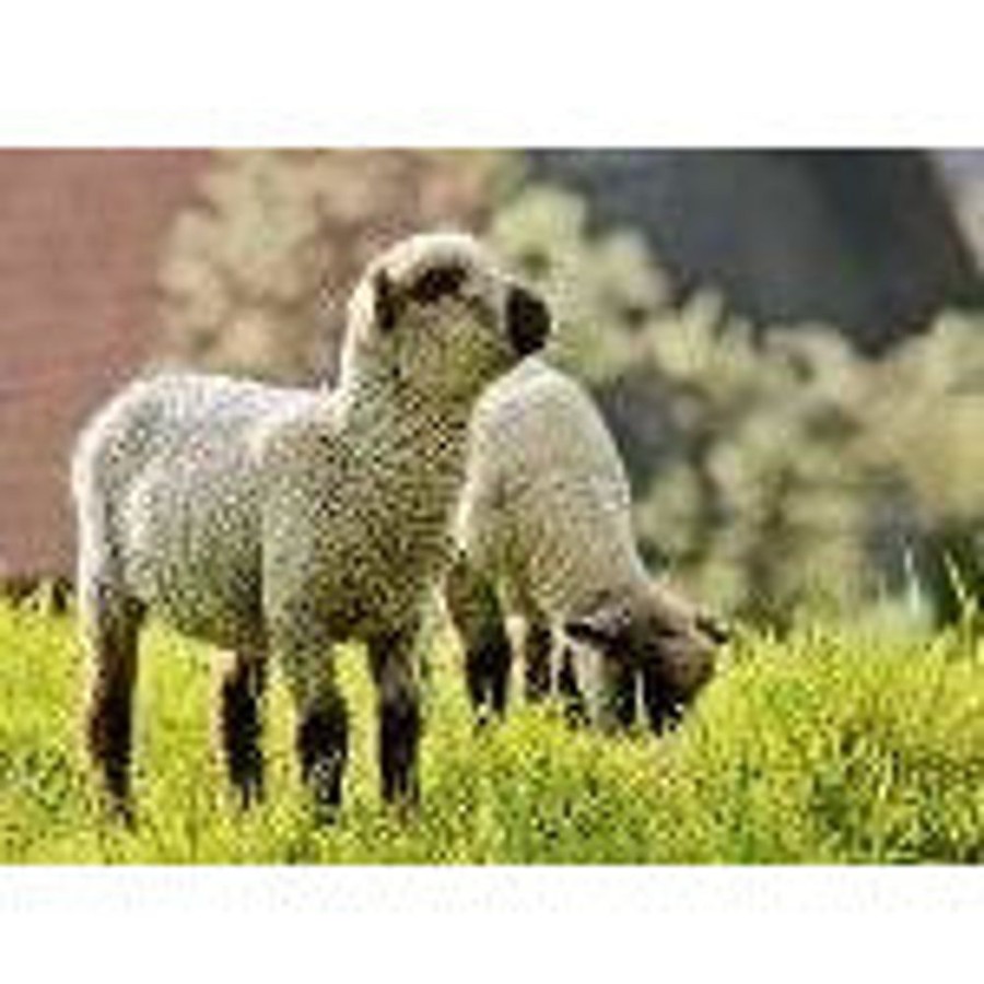 Animal Figurines Country Toys Australia | Sheep - Crossbred Lamb - Country Toys