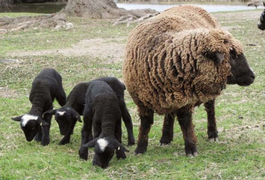 Animal Figurines Country Toys Australia | Sheep - Black Merino Ewe - Country Toys