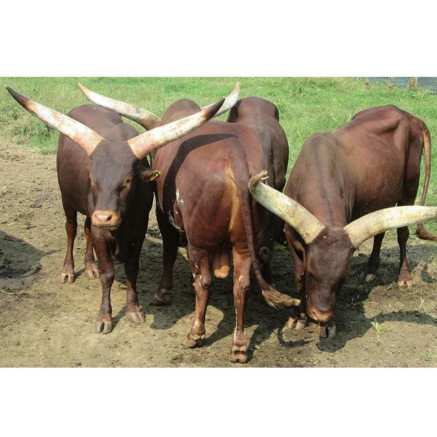 Animal Figurines Country Toys Australia | Cattle - Ankole-Watusi Bull