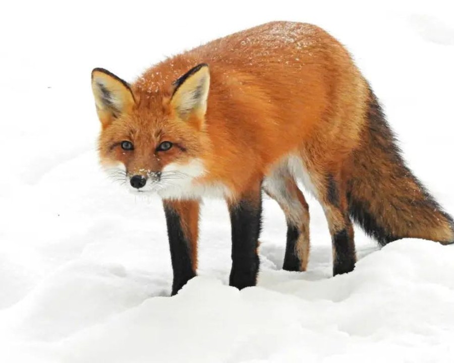 Animal Figurines Country Toys Australia | Red Fox - Collecta