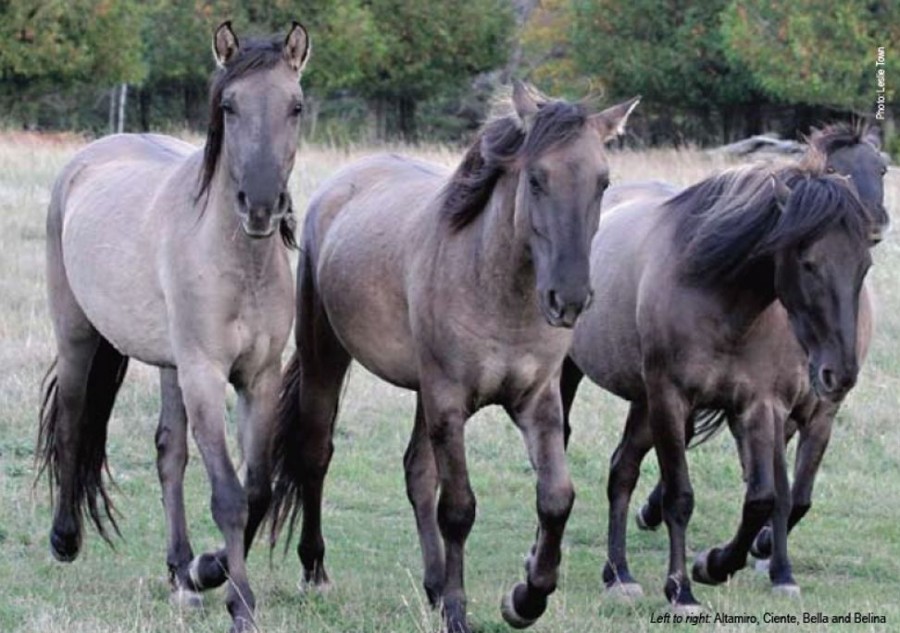 Animal Figurines Country Toys Australia | Horses - Mustang Stallion - Schleich