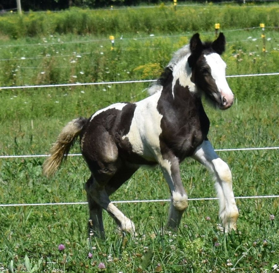 Animal Figurines Country Toys Australia | Horses - Pinto Foal - Collecta